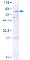Human MRPL3 Protein (Recombinant GST)
