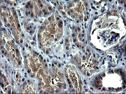 ZFAND3 / TEX27 Antibody (clone OTI1G7)