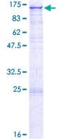 Human NDST1 Protein (Recombinant GST)