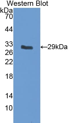 IGFBP5 Antibody (aa25-271)