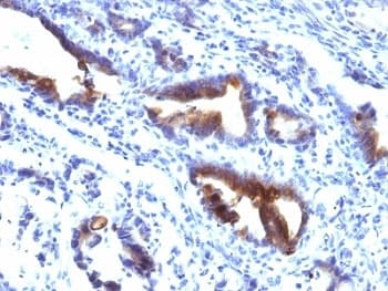 MUC3A Antibody (Tandem Repeat, clone M3.1)