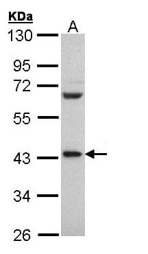 HNRNP-E2 / PCBP2 Antibody (aa302-365)