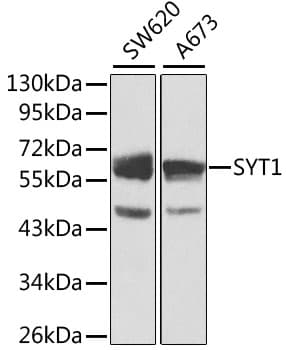IHC-plus™ SYT1 / Synaptotagmin Antibody