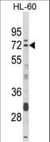 DTX4 Antibody (aa56-83)