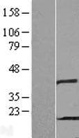 PHPT1 Protein (Over-Expression Lysate Myc-DDK (Flag))