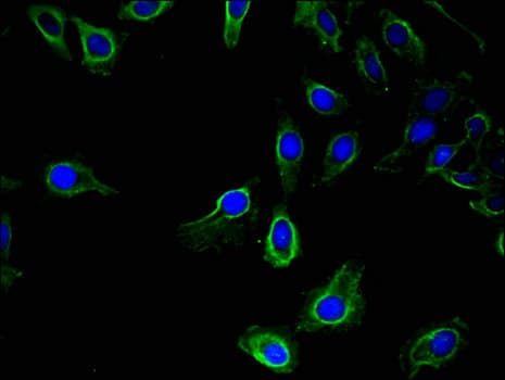 UBE1L2 / UBE1L2 Antibody