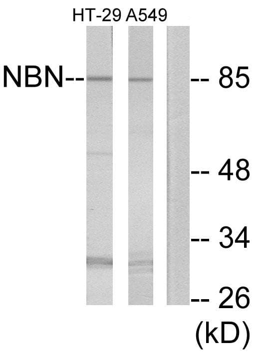 NBN / Nibrin Antibody