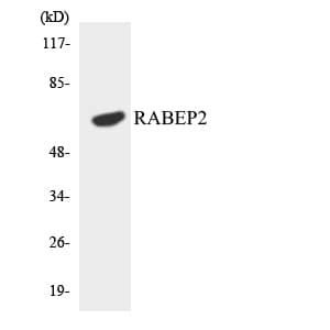 RABEP2 Antibody (aa336-385)