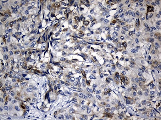 BAX Antibody (aa1-172, clone OTI3C8, Carrier-free)