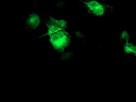 FBXO21 Antibody (clone OTI1E1)