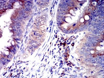 SIGLEC6 Antibody (clone 3C11C12G1)