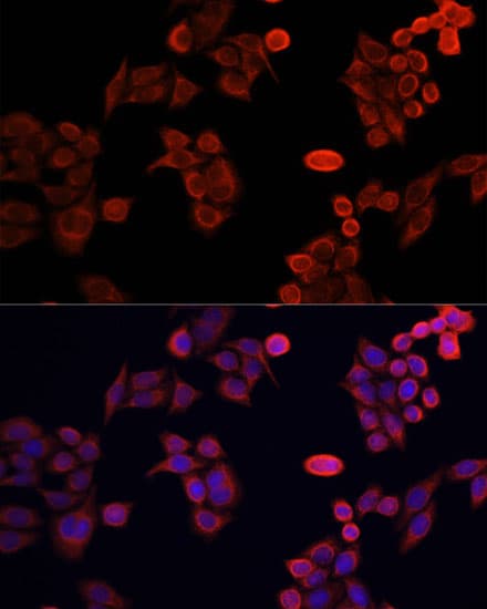 NRF1 / NRF-1 Antibody