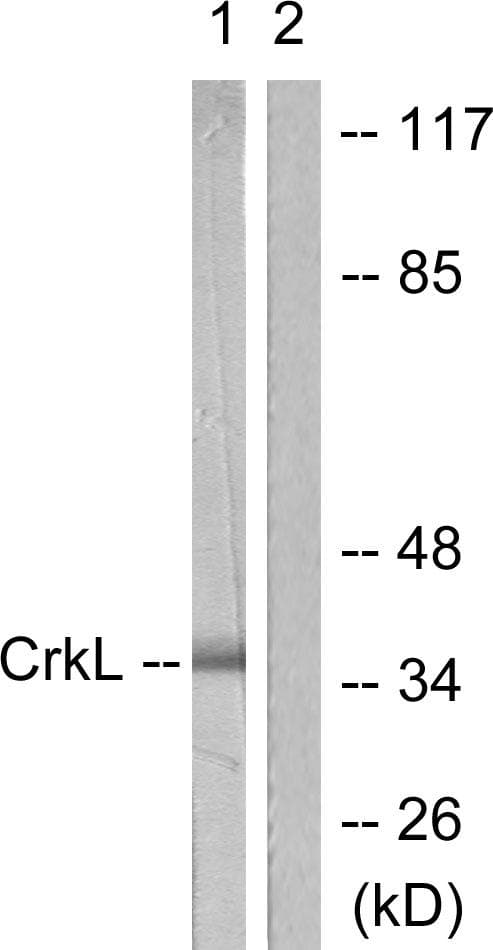 CRKL Antibody (p207)