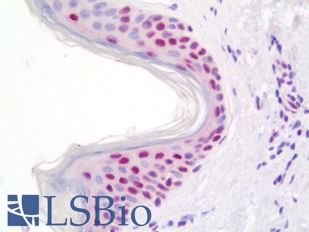 IHC-plus™ THRAP3 / TRAP150 Antibody (aa905-C-term)