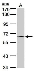DYRK3 Antibody (aa243-532)