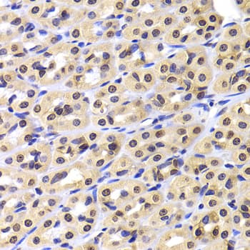 NUDC Antibody