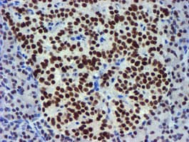 USP7 / HAUSP Antibody (clone OTI1F12, Carrier-free)