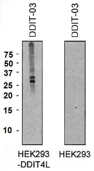 REDD-2 / DDIT4L Antibody (clone DDIT-03, PE)