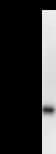 BARD1 Antibody (clone 2059C4a)