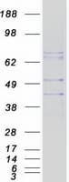 Human MTNR1A / Melatonin Receptor 1a Protein (Recombinant Myc-DDK (Flag))