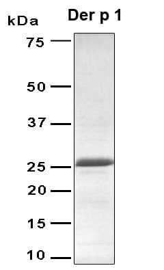 Dermatophagoides pteronyssinus Dermatophagoides DERP1 Protein (Recombinant 6His, N-terminus)