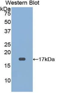 CD59 Antibody (aa22-96)