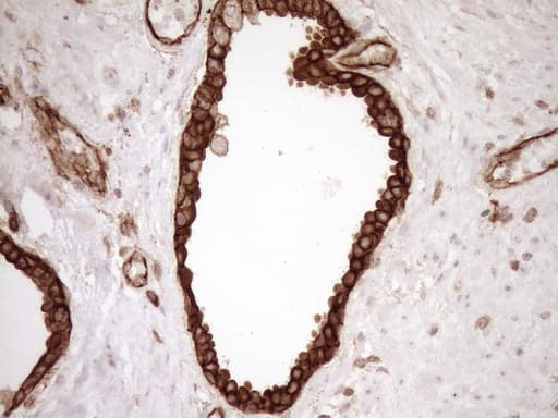 EPLIN Antibody (aa1-275, clone OTI8F7, Carrier-free)