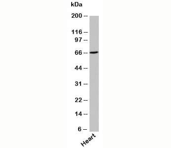 UNC93B / UNC93B1 Antibody (C-Terminus)
