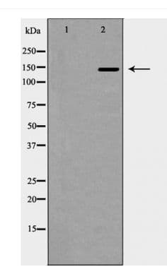 SOS2 Antibody
