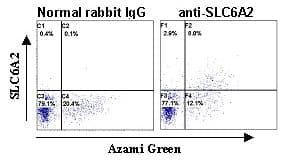 SLC6A2 / NET Antibody (N-Terminal)