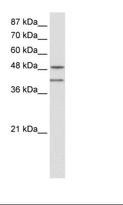 Polyclonal Rabbit anti-Human MRNP41 / RAE1 Antibody (C-Terminus, IHC, WB)
