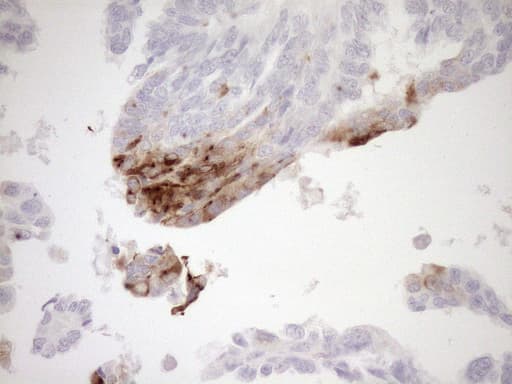 GPNMB / Osteoactivin Antibody (clone OTI2A10, Carrier-free)