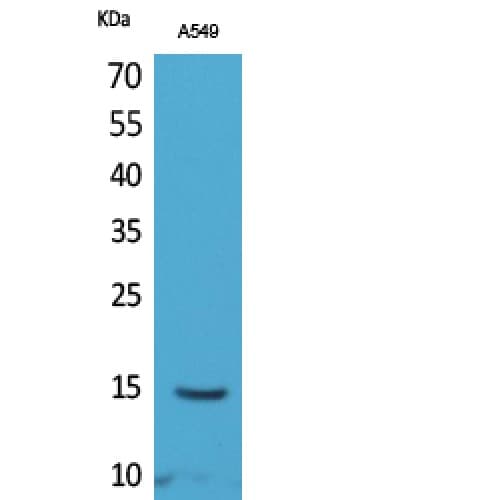 Polyclonal Rabbit anti-Human Histone H2B Antibody (acetylation site of K126., WB)