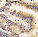 BID Antibody (aa68-103)