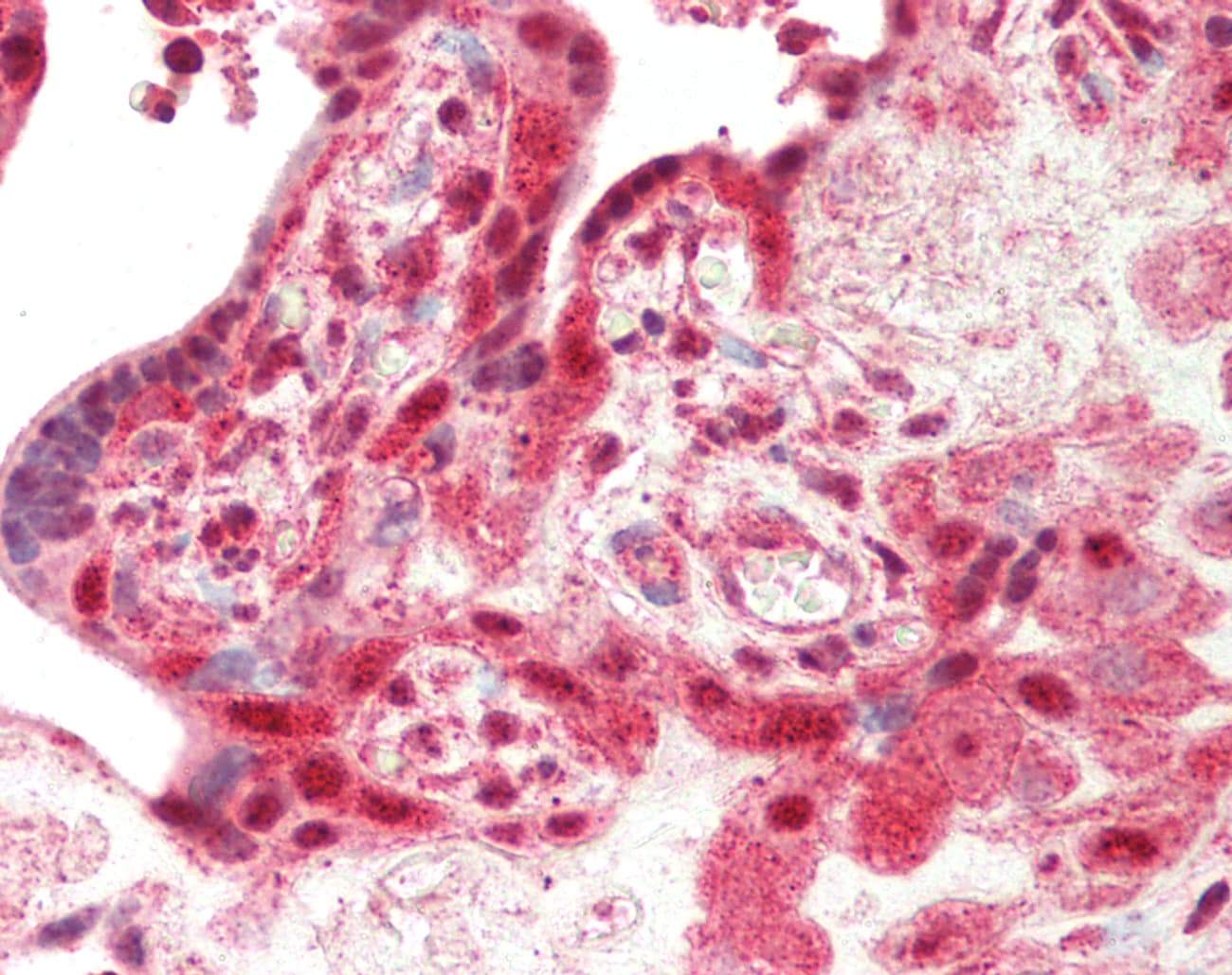 IHC-plus™ SMURF2 Antibody