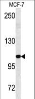 KIAA0226 / RUBICON Antibody (aa241-271)