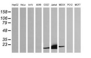 CD3E Antibody (clone OTI3E10, Carrier-free)