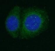 Polyclonal Rabbit anti-Human AMH / Anti-Mullerian Hormone Antibody (IHC, IF)