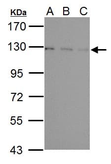 USP15 Antibody (aa920-981)