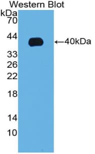 IGF1 Antibody (aa23-92, Biotin)