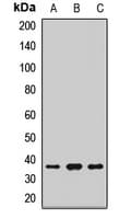 Polyclonal Rabbit anti-Human ARTS Antibody (WB)