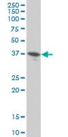 DUSP9 Antibody (clone 2E3)