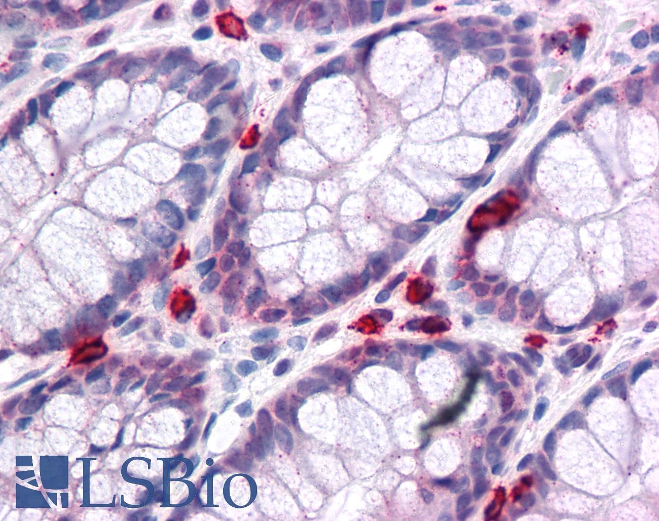 IHC-plus™ PIAS1 Antibody