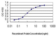 IHC-plus™ DUT / DUTPase Antibody (clone 1C9)