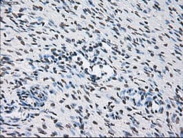 ID3 Antibody (clone OTI5C7)