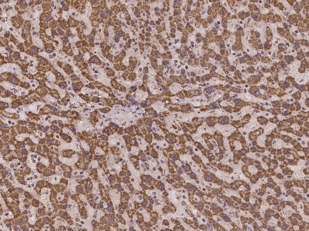 MRPS36 Antibody