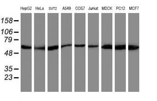AKT1 Antibody (clone OTI3B4, Carrier-free)
