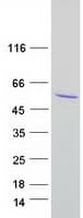 Human FAM172A Protein (Recombinant Myc-DDK (Flag))