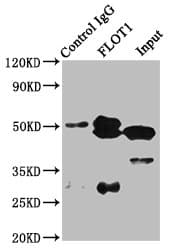 Polyclonal Rabbit anti-Human FLOT1 / Flotillin 1 Antibody (IHC, WB)