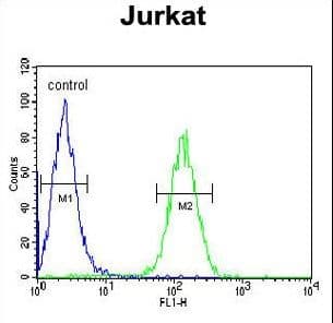 Polyclonal Rabbit anti-Human AXIN2 / Axin 2 Antibody (aa816-843, IHC, WB)